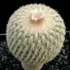 Epithelantha_densispina